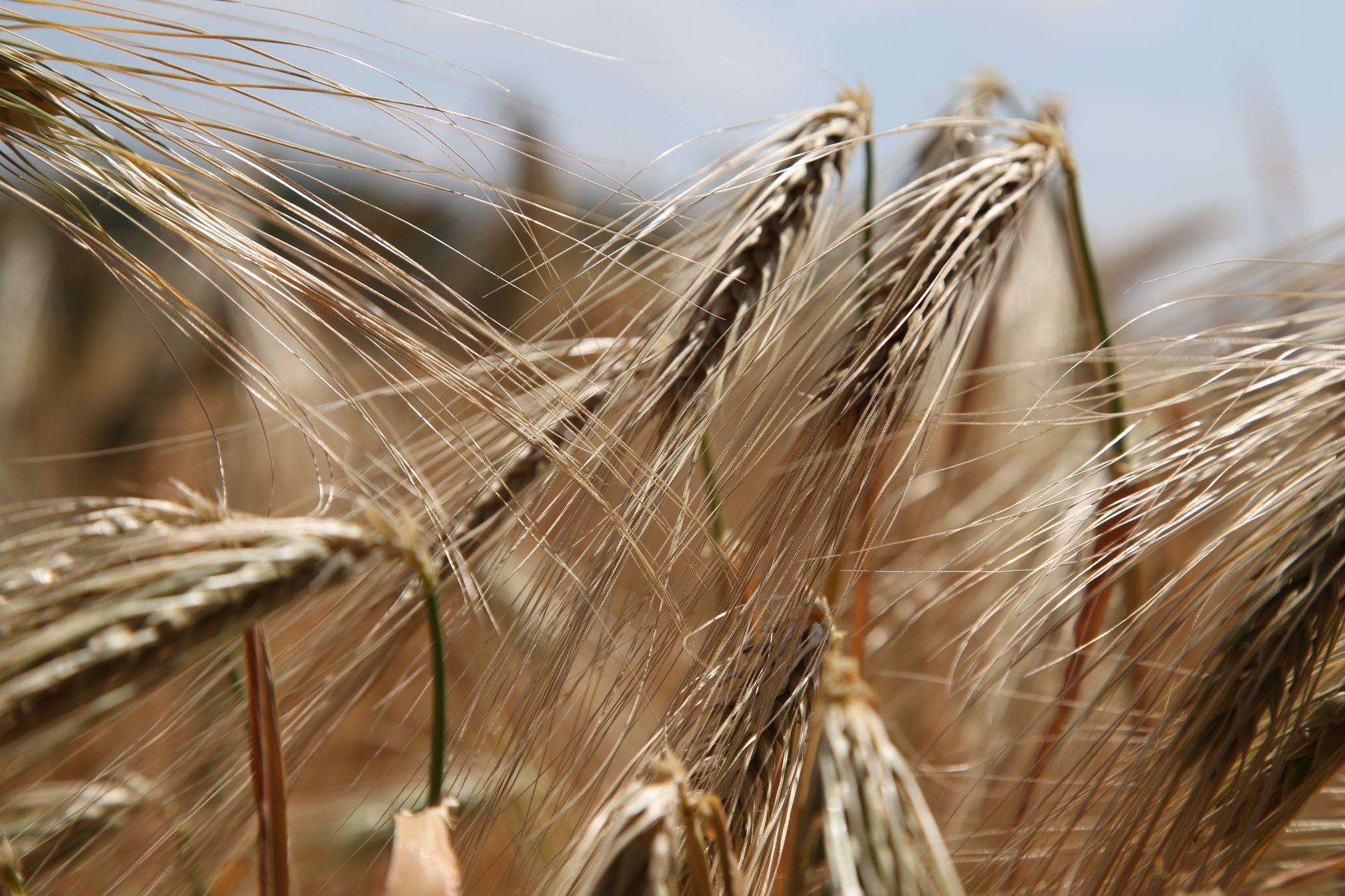 wheat-809441